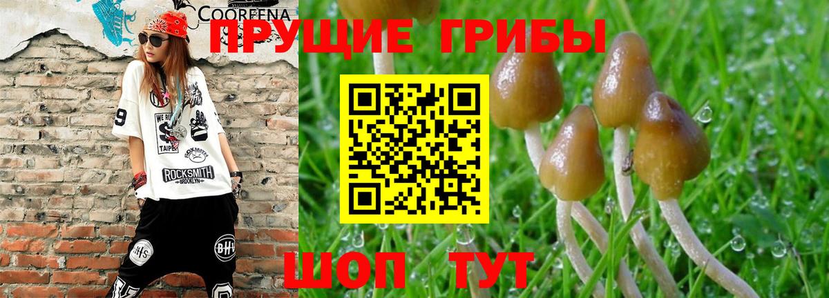 Галлюциногенные грибы Psilocybine cubensis  Вход с VPN  Шумерля 